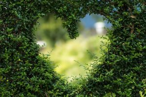 For Valentine's day - heart shape in a green hedge